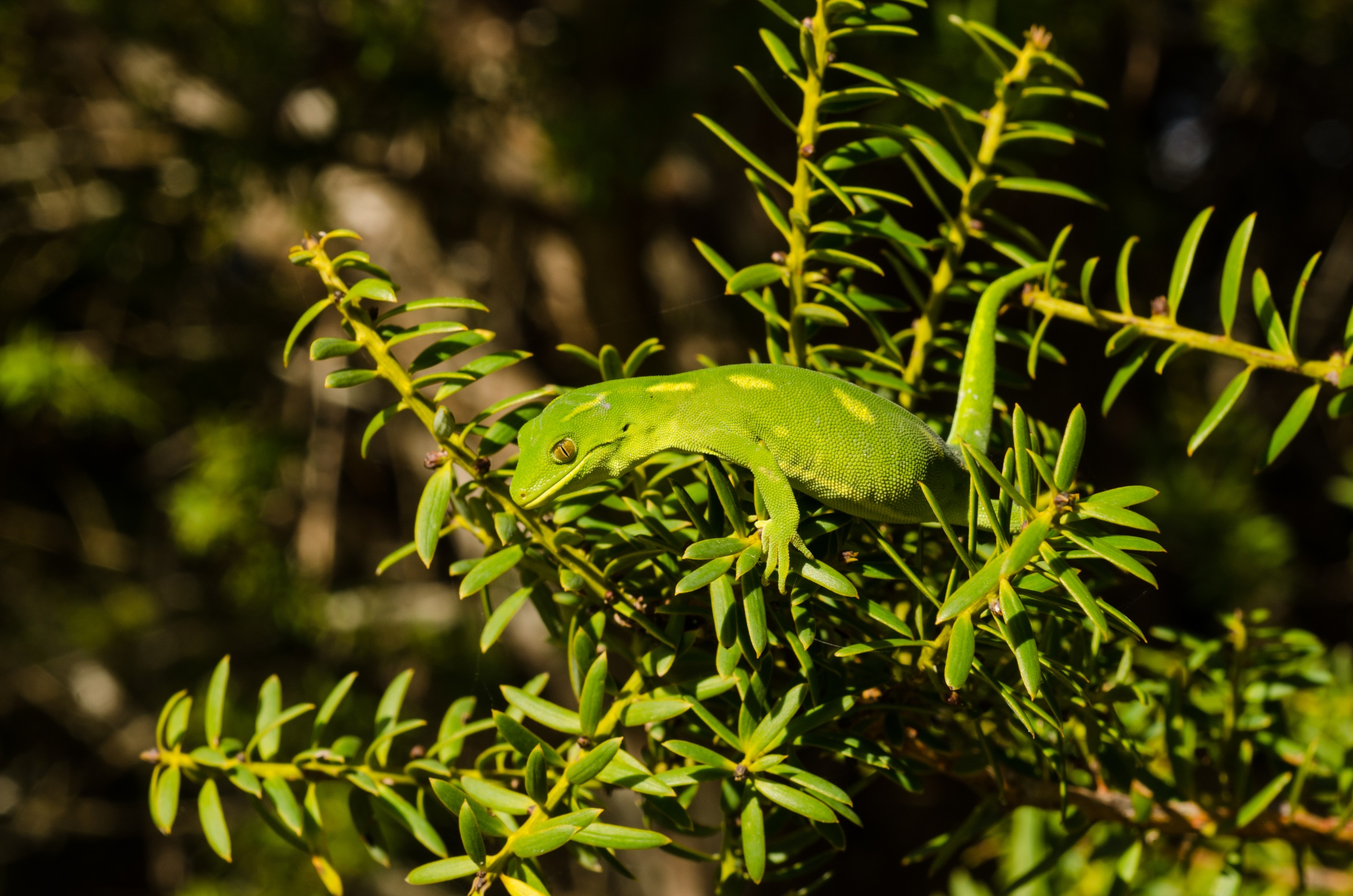 DSC_0152 – Auckland, green, gecko, Naultinus, elegans, elegans, home, lizard, Crispin, reptiles, amphibians, rare, cold, blood, new, new zealand, zealand, nz
